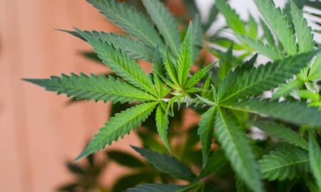 Wisconsin Governor Puts Marijuana Legalization In Budget Request, Along With Provisions To Regulate Hemp-Derived THC