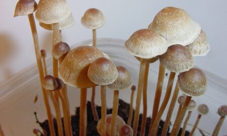 New Mexico Senate Panel Unanimously Approves Bill To Legalize Psilocybin Therapy