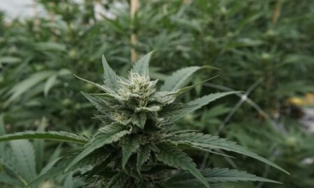 Virginia Plan To Legalize Marijuana Sales Heads To Governor’s Desk Following Passage By Both Legislative Chambers