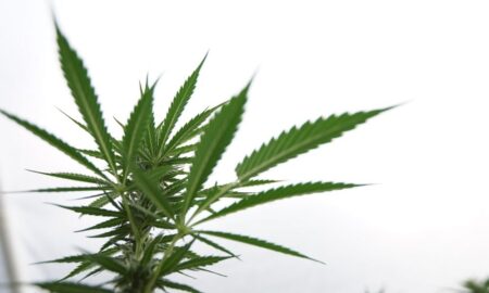 Using The Marijuana Components THC-V And CBD Every Day Helps People Lose Weight, Study Finds