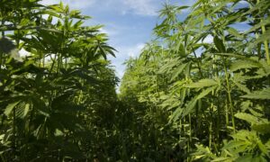 Kentucky Senate Passes Hemp Drinks Bill With Amendment Regulating, Instead Of Banning, Them