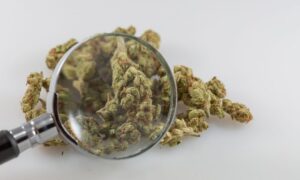 Federal Memo From National Cancer Institute Lists Marijuana As ‘Controversial ‘Topic That Needs Special Approval Before Publication